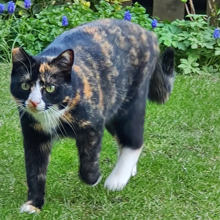 Cassie700